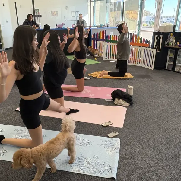 Tiny guest at K9 Rox Club puppy yoga